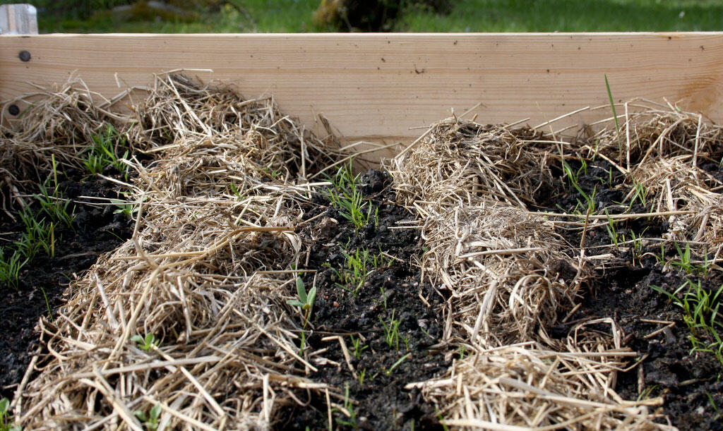 Nelson_Garden_mulching_image_1.jpg