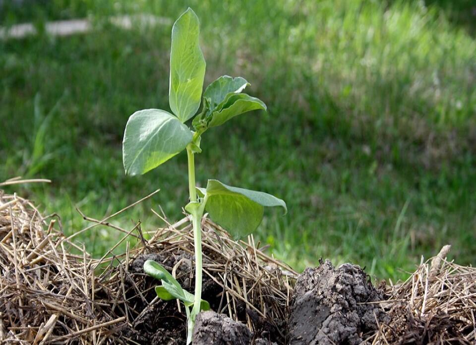 Nelson_Garden_mulching_thumbnail.jpg